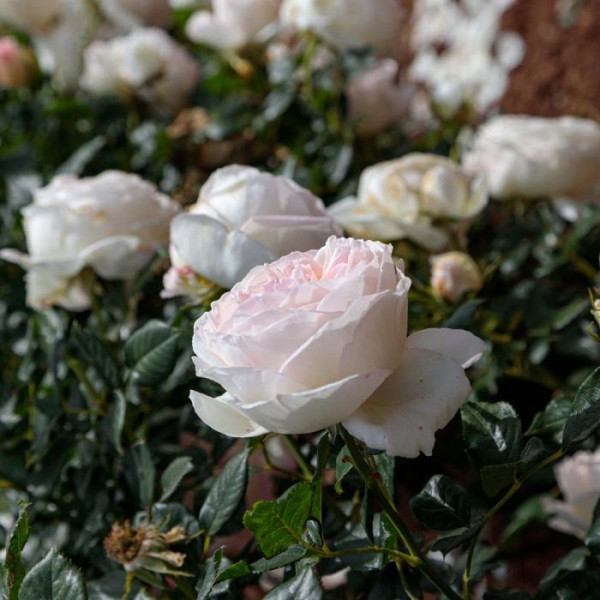 CAMILLE CLAUDEL® Meiroguste CAMILLE CLAUDEL® Meiroguste